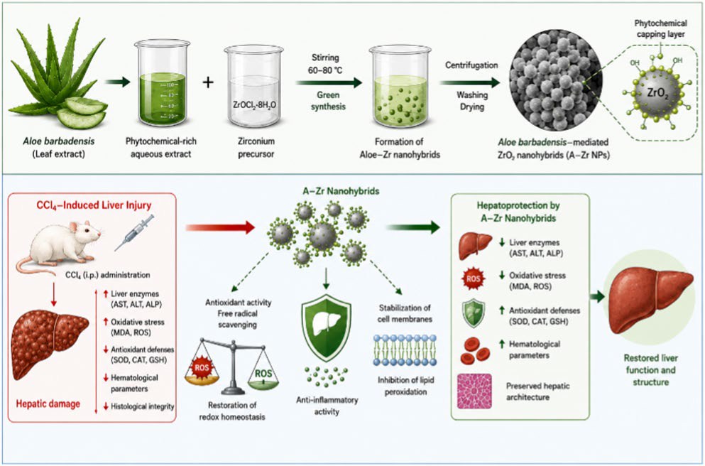 Graphical abstract: Aloe barbadensis-mediated ZrO₂ nanohybrids and their hepatoprotective effects against CCl₄-induced liver injury